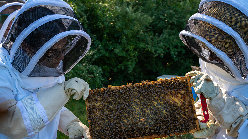 Beekeeping
